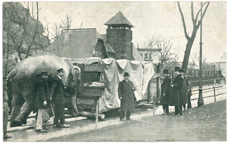 Bébi, az elefánt dolgozik az állatkertben. Háttérben Kós Károly és Zrumeczky Dezső által tervezett, 1909–1912 között épült bölényház, amely a II. világháborúban elpusztult. 2010-ben újjáépítették, az eredeti terveket Kis Péter dolgozta át. 1913.